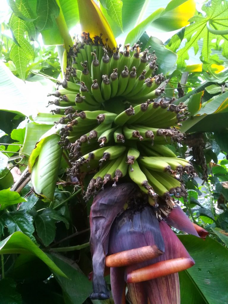 The Fruity Gardener - Taranaki's grooviest nursery